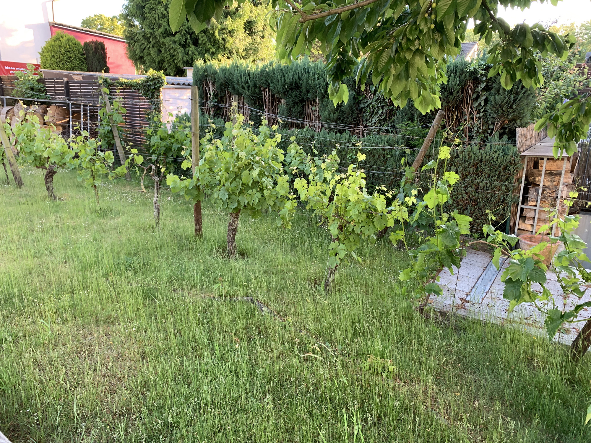 Gerdesweg-Weinreben.jpg