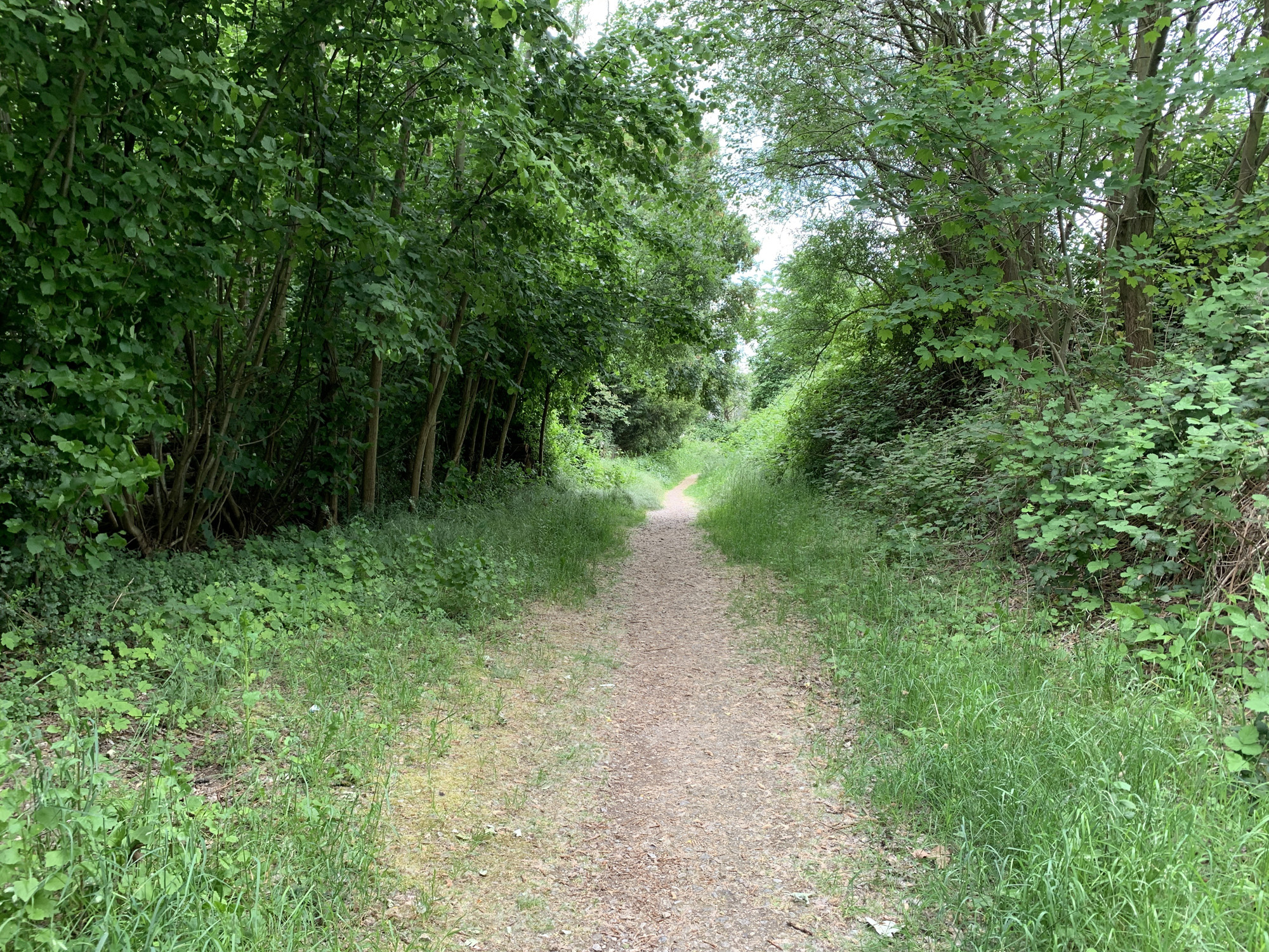 Indupark-Fussweg.jpg
