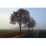 Am_Zitter_Nebel16_02.JPG