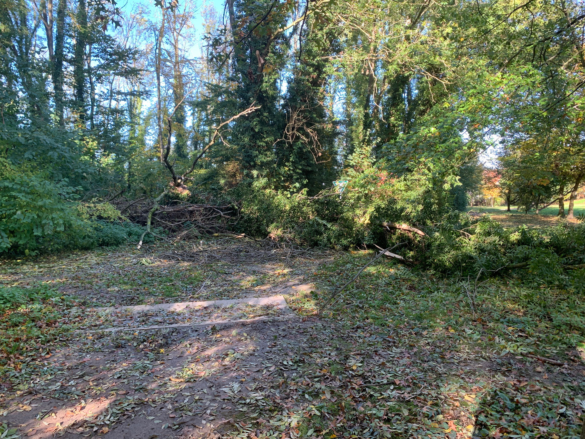 Dorneypark-umgestuerzter_Baum_1.jpg