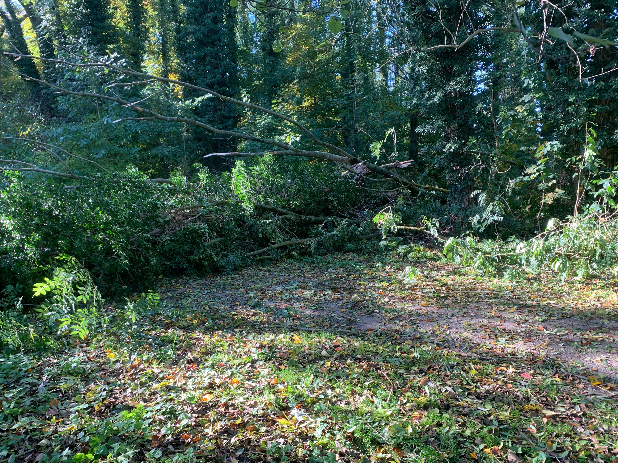 Dorneypark-umgestuerzter_Baum_2.jpg