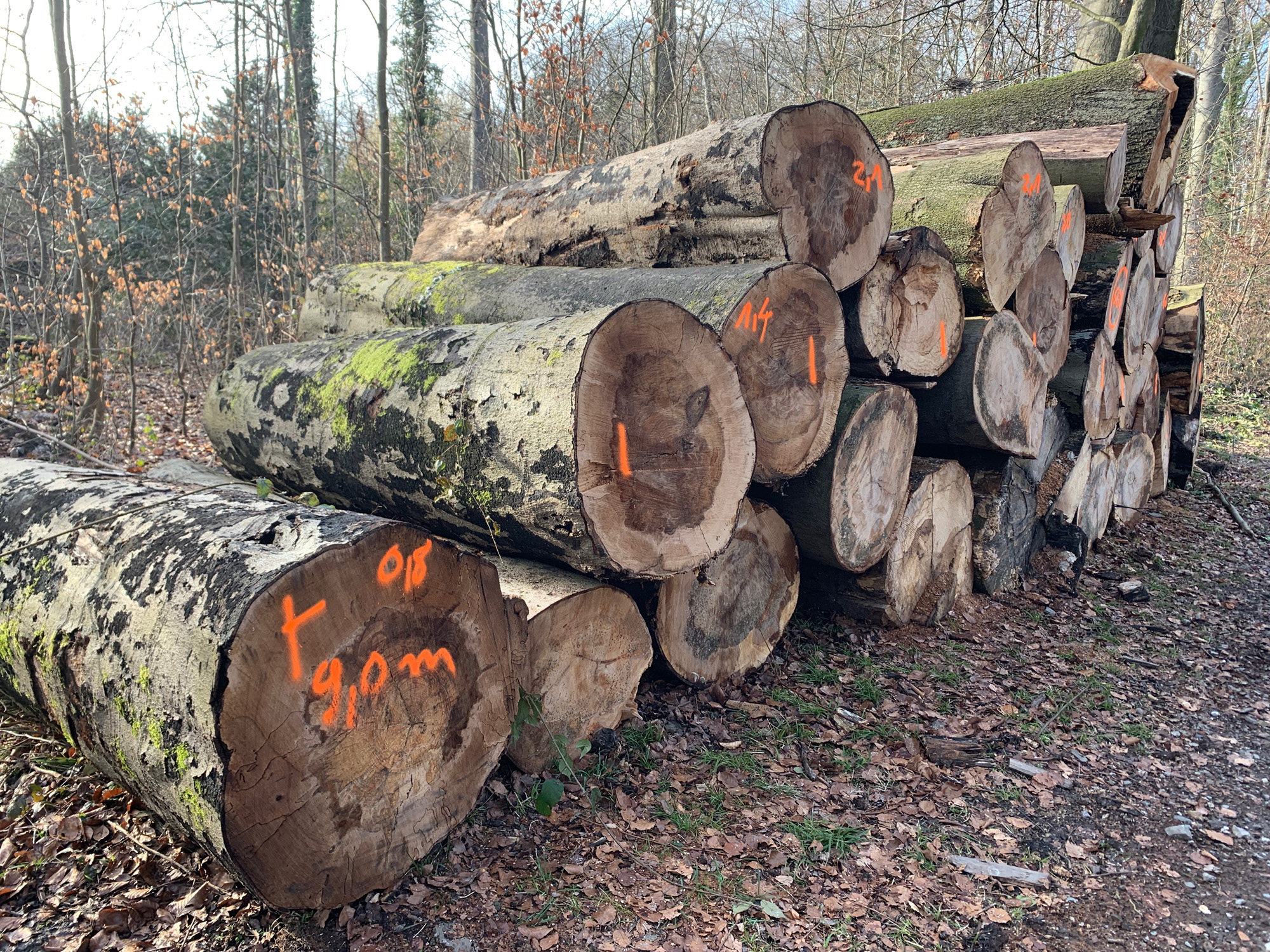 Holzschlag_im_Dorney.jpg
