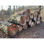 Holzschlag_im_Dorney.jpg